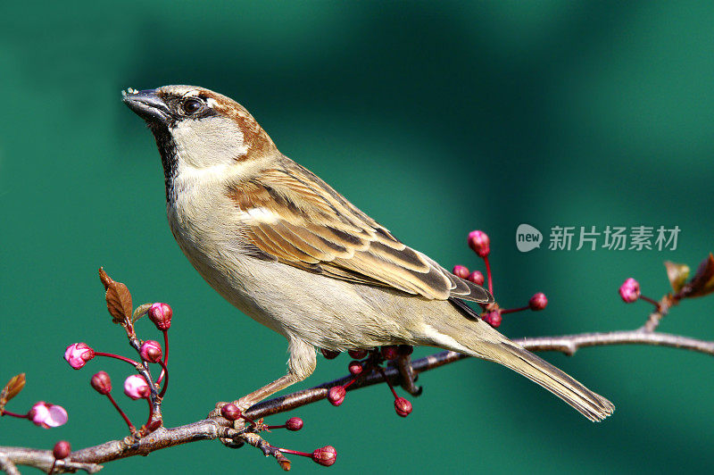 麻雀在春天