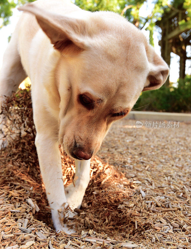 拉布拉多寻回犬