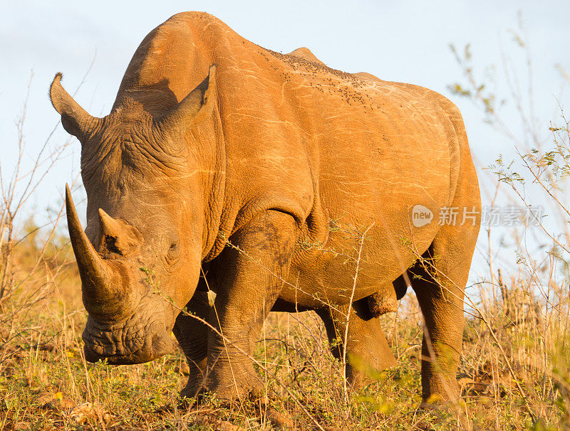 南非的白犀牛