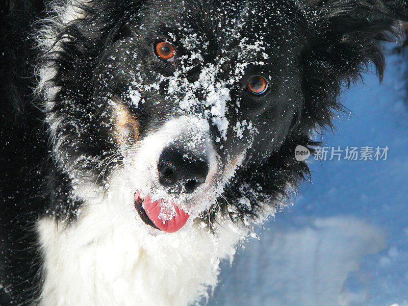 威尔士边境牧羊犬