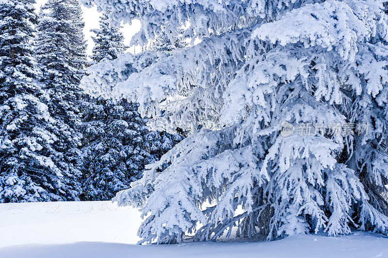 结霜的雪树笼罩着科罗拉多的冬季仙境