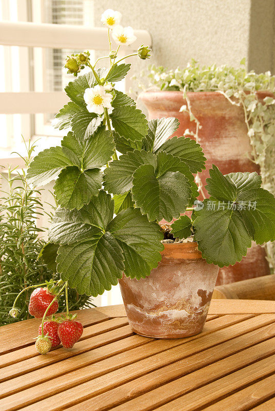 花盆里的草莓