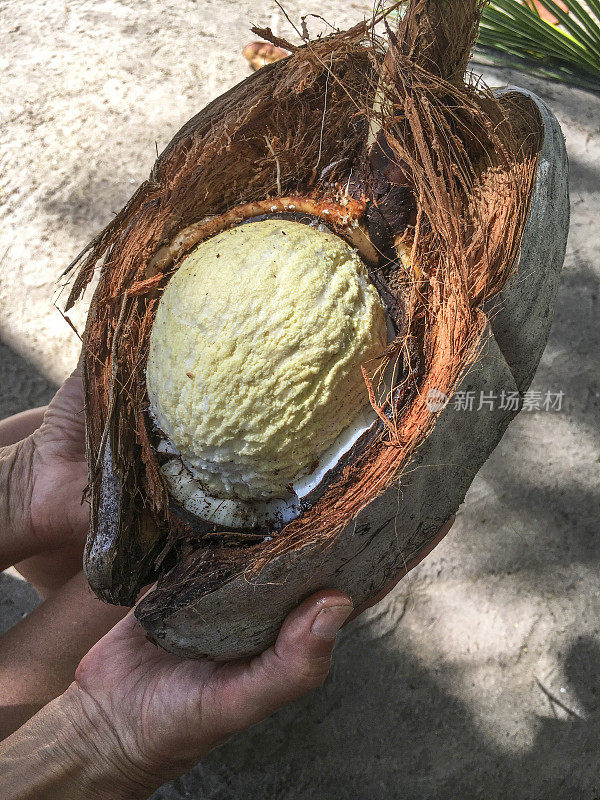 椰子种子