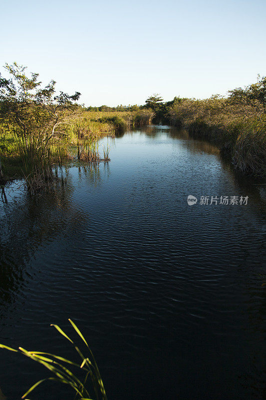 热带沼泽运河