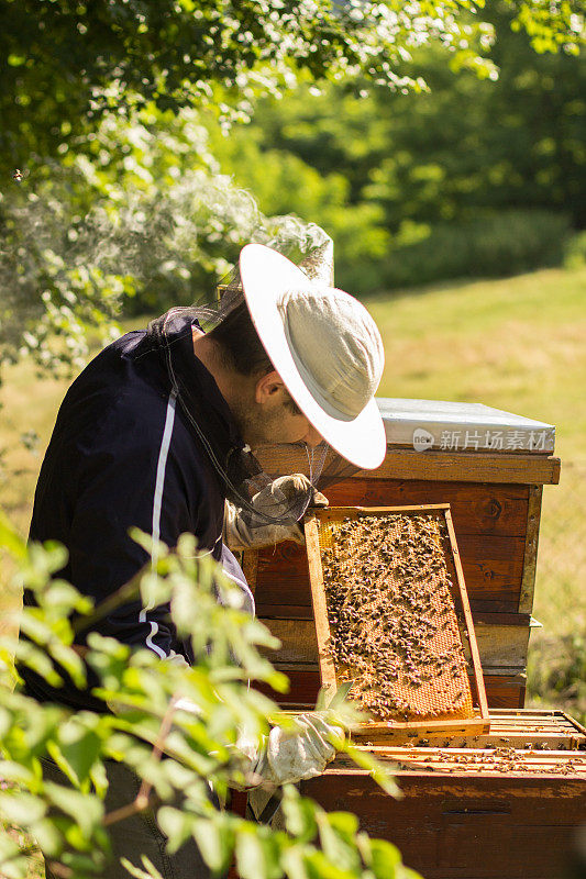 蜂巢里有蜜蜂和蜂蜜