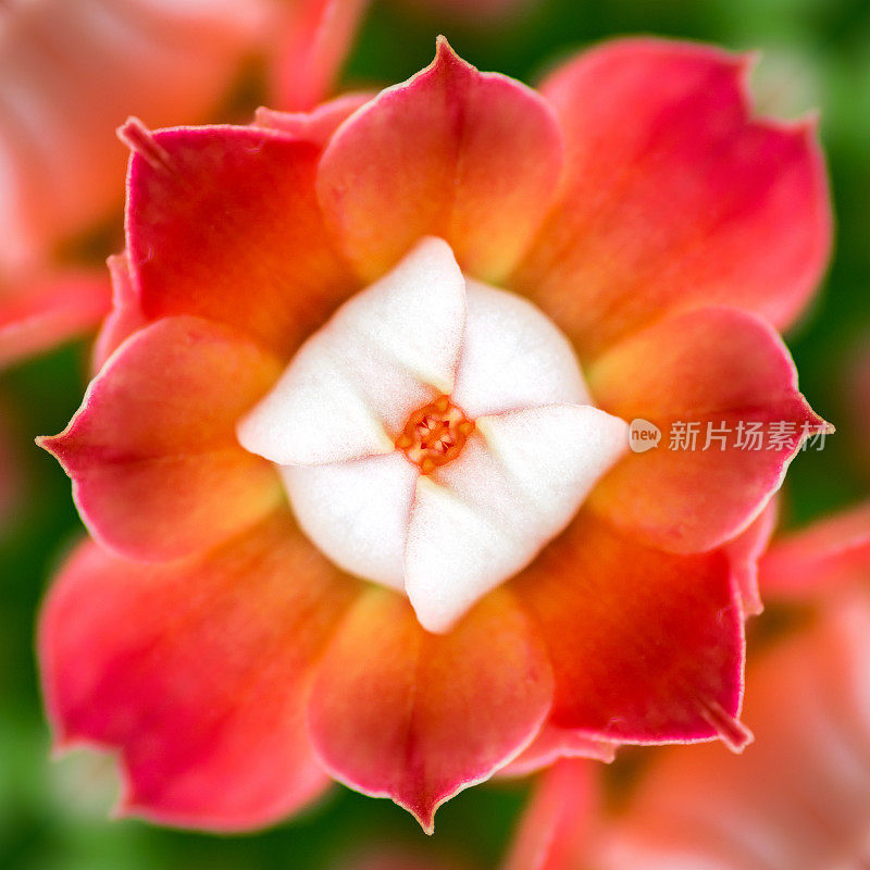 鲜红卡兰桂花超现实形状对称万花筒前视图