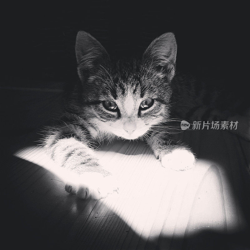 小猫躺在阳光点-黑白图像