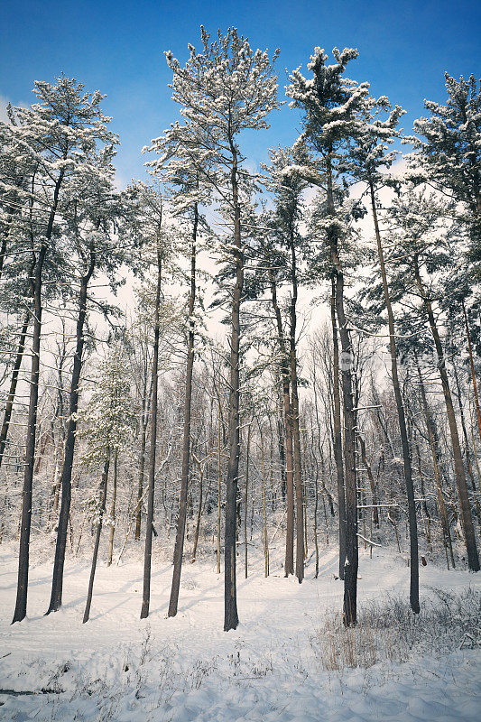 雪树