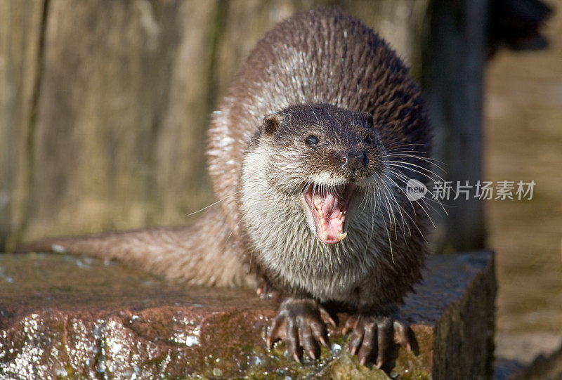 打呵欠水獭