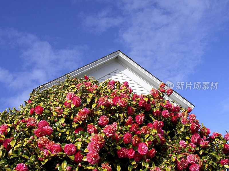 茶花丛和屋顶