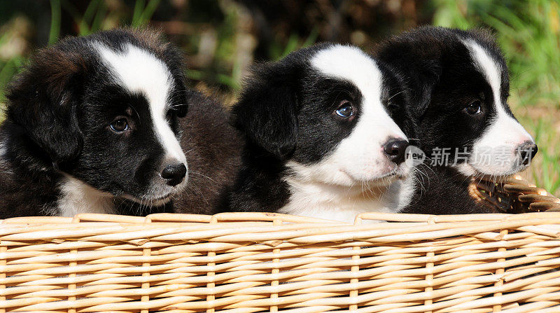 可爱的边境牧羊犬幼犬