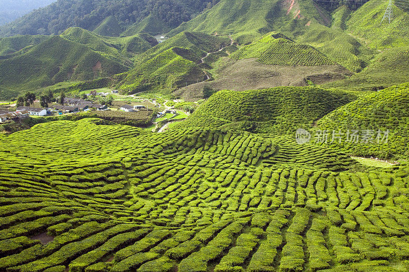 马来西亚彭亨卡梅隆高原的茶园