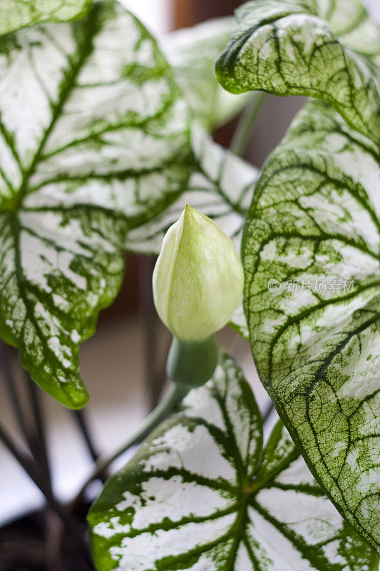 菖蒲属开花植物