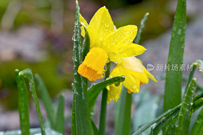 雨后的水仙花