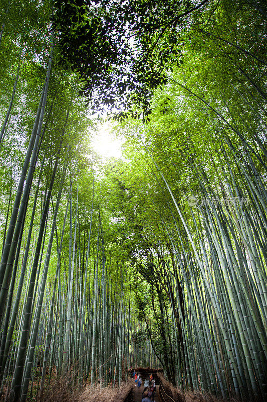 日本京都的岚山竹林