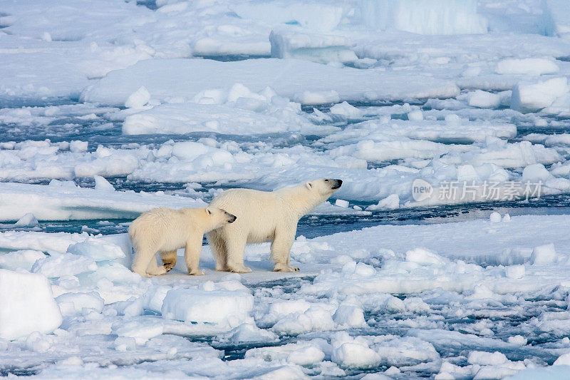 两只北极熊在被水包围的浮冰上。