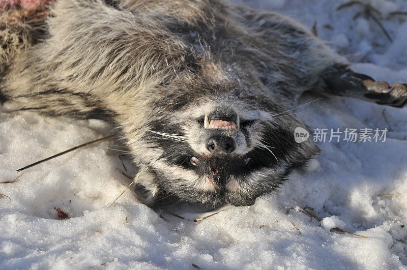 被车压死的