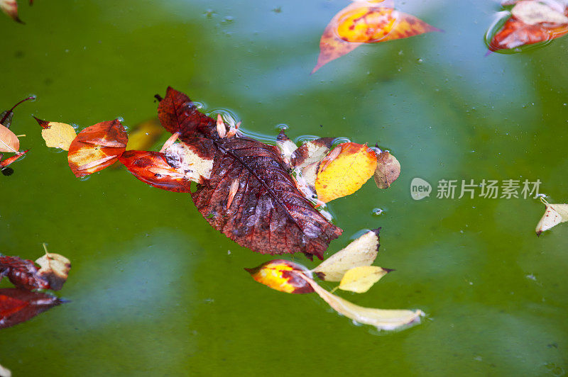 秋天的树叶在水里