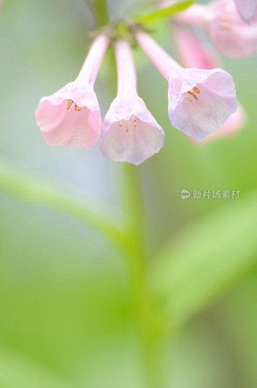 粉红色的弗吉尼亚蓝铃花