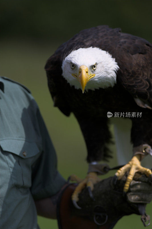 白头海雕