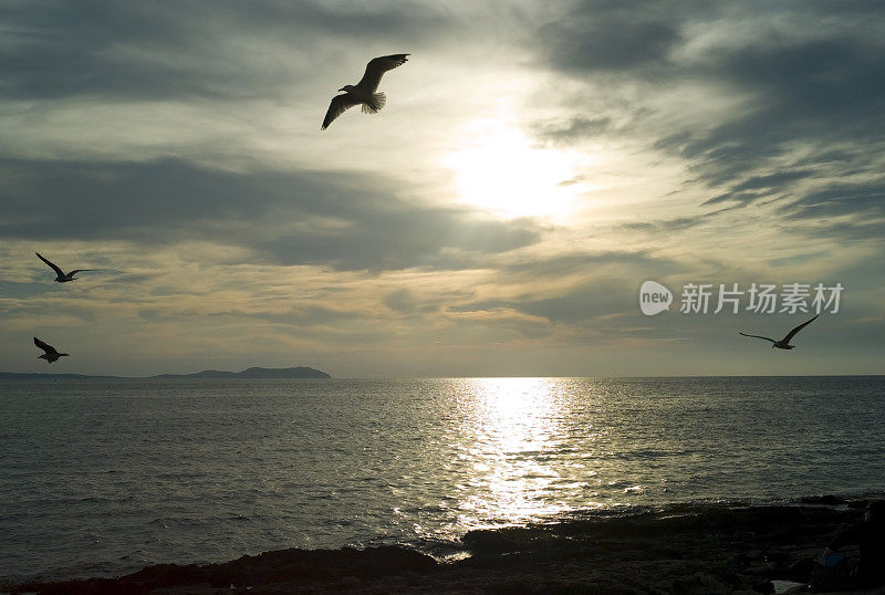 日落与海鸥