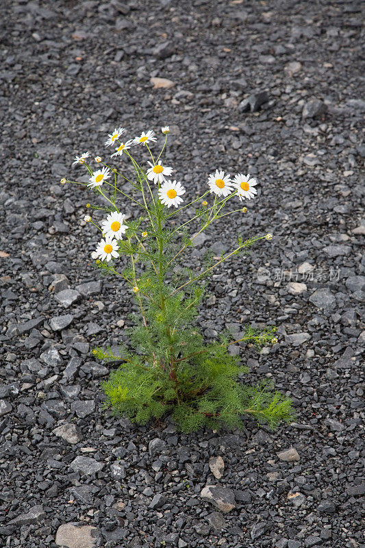 甘菊