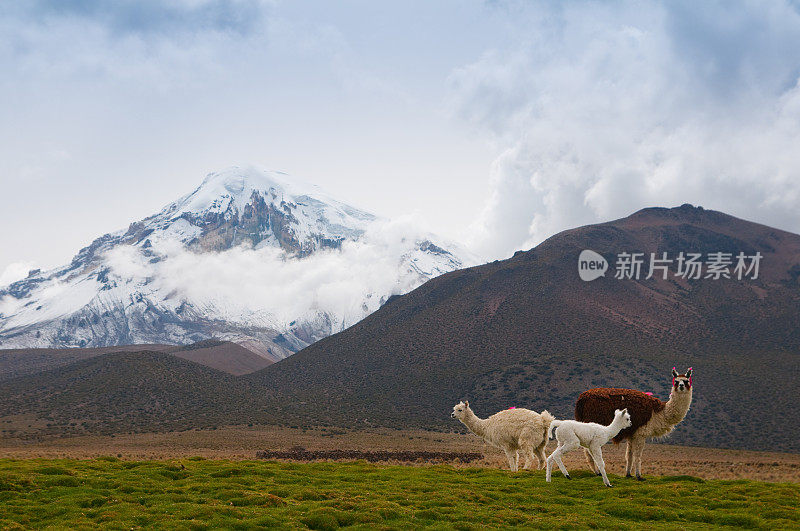 喇嘛在萨贾玛火山附近的玻利维亚高原放牧