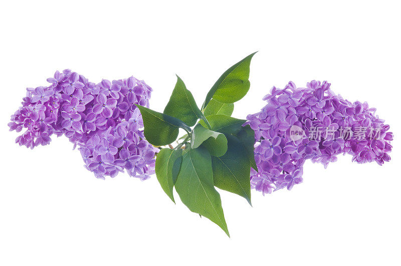 白色上盛开的紫丁香花