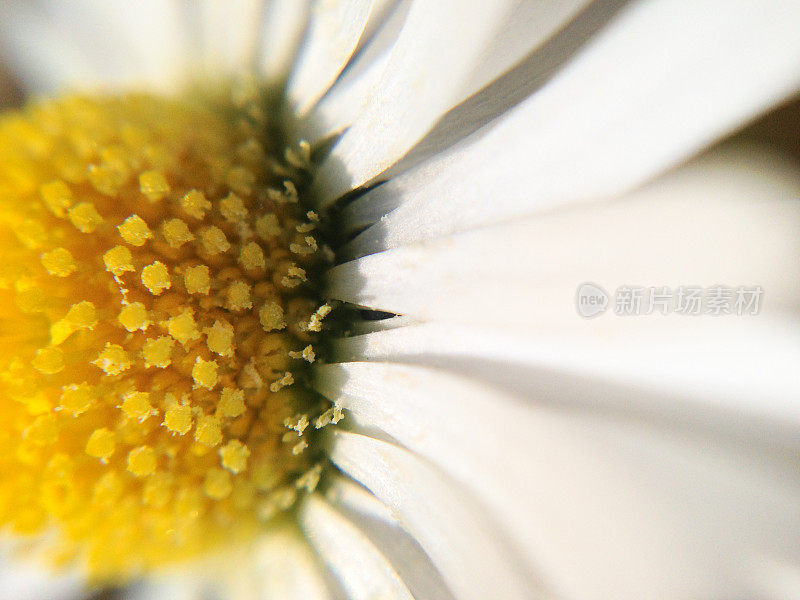 白雏菊甘菊宏