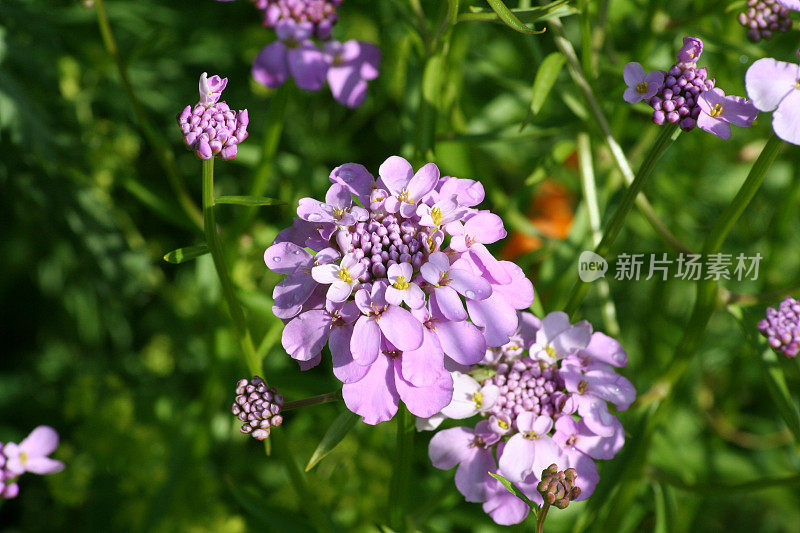 屈曲花属植物