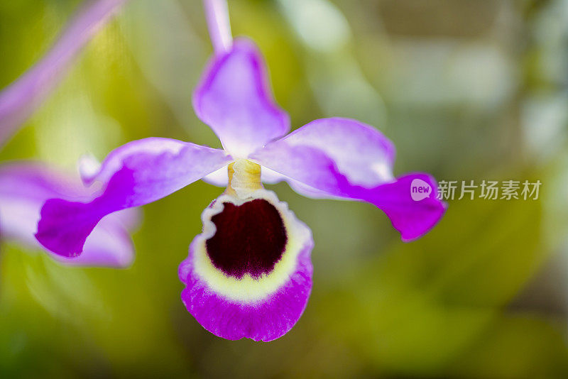 白石兰花特写