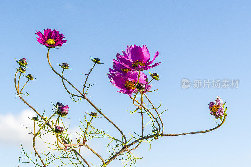 野花在夏天