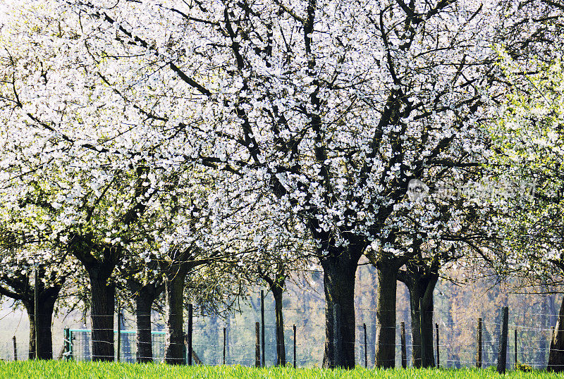 比利时林堡盛开的樱桃树