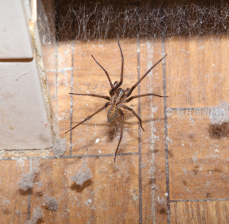 巨大的家蜘蛛潜伏在布满蜘蛛网的浴室里