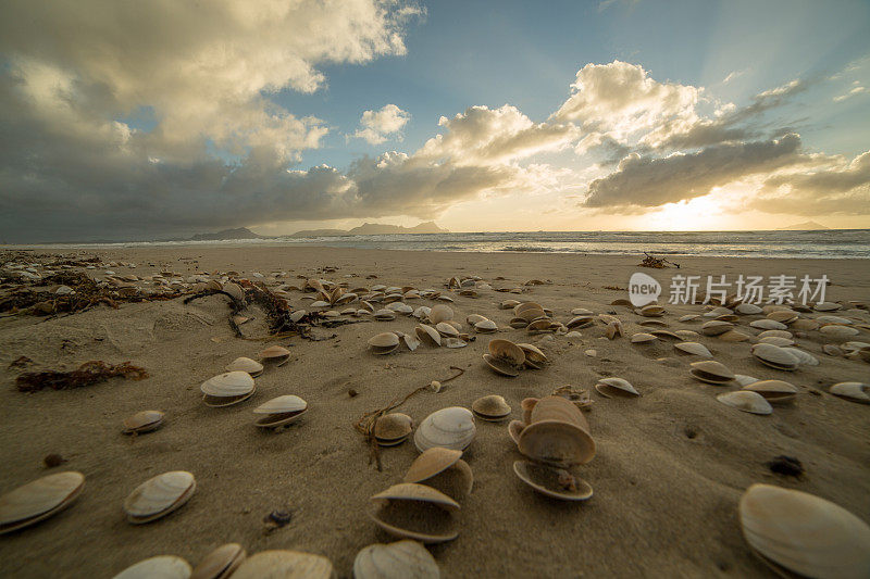 日落时海滩上的贝壳