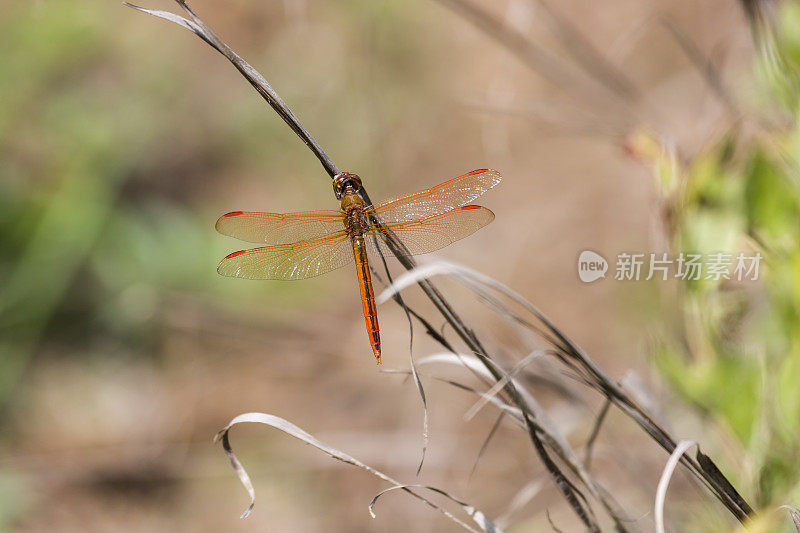 金翅蜻蜓(雄性)