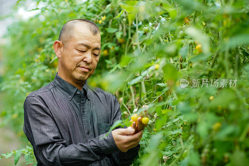 在温室里的农民