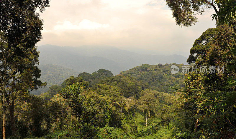 卢旺达:Nyungwe雨林