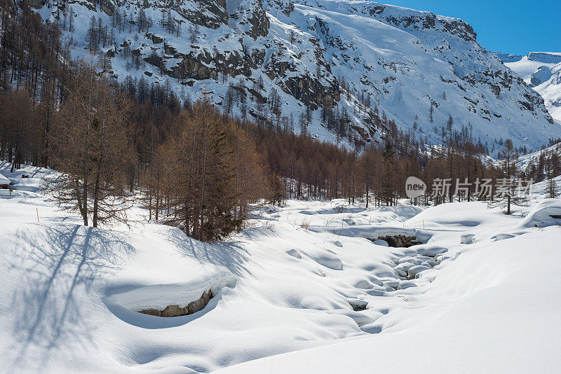 冬季景观与雪和树