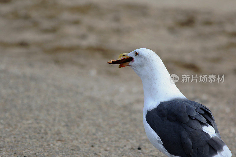 海鸥与面包