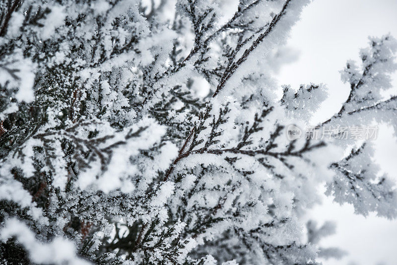 雪覆盖的分支