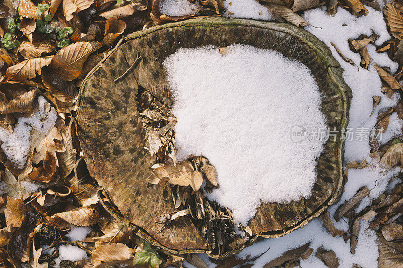 部分被雪覆盖的树桩