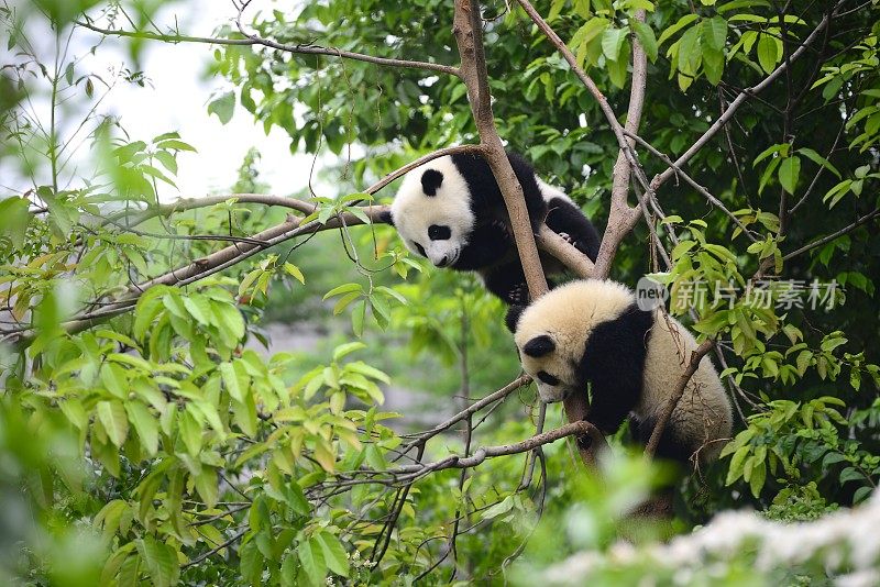 两只小熊猫在树上玩耍