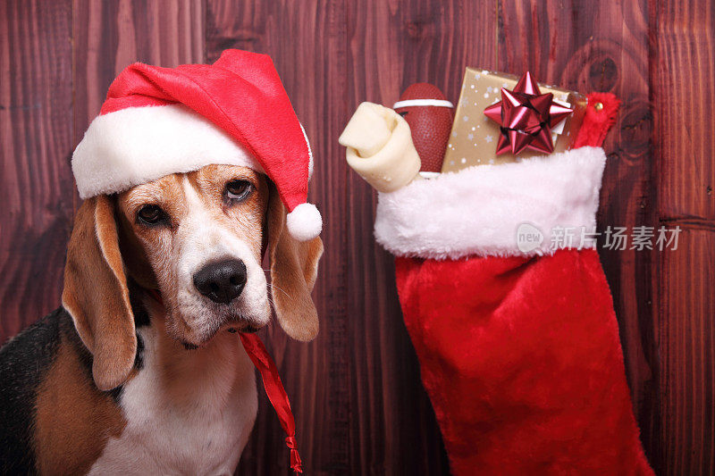 一只戴着圣诞帽的狗在他的圣诞袜旁边