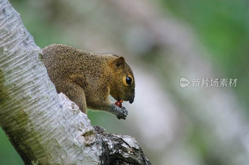 树松鼠