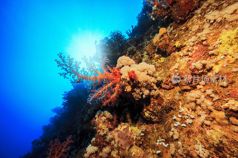 海洋生物多刺的翡翠潜水珊瑚礁红海