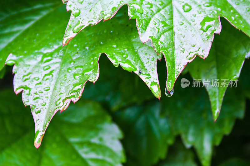 雨中的树叶