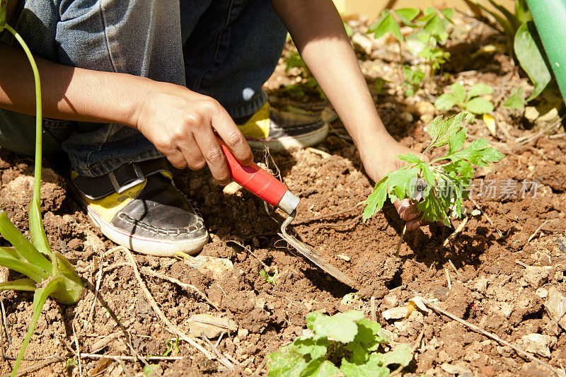 孩子们在花园里种树苗或植物。环境保护。