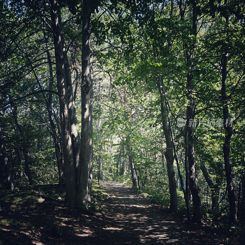 风景如画的马克沃斯岛徒步旅行路线，阴影，自然保护区，波特兰，缅因州