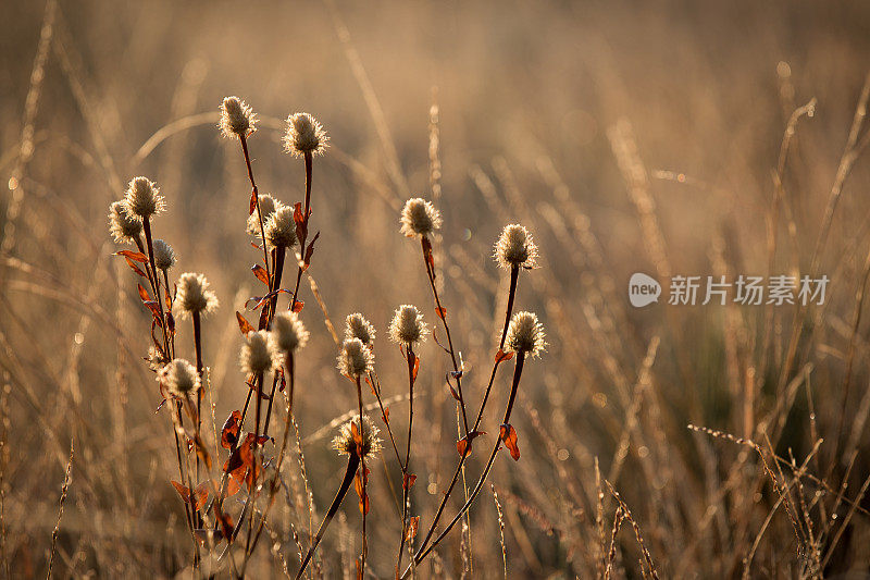 清晨阳光下的野花